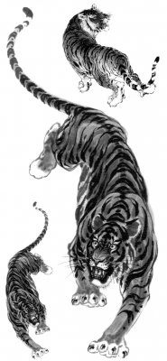 Black & White Tigers