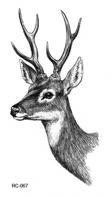 Deer