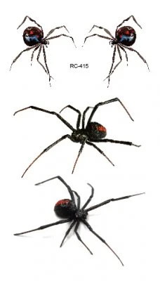 Spiders