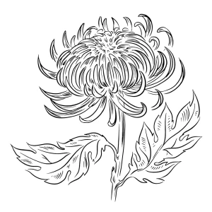 Crysanthemum Flower
