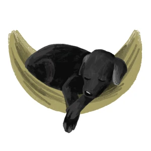Labrador in a hammock