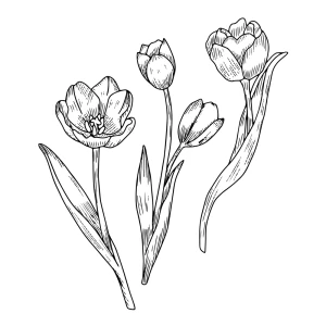 Tulips