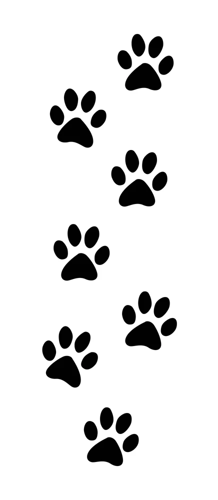 Animal footprints bracelet @ Tattstore - Temporary tattoo